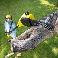 Professional Tree Removal in International Falls, MN