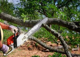 How Our Tree Care Process Works  in  International Falls, MN